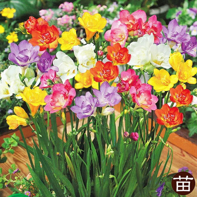 フリージア 【お得用】 八重 混合