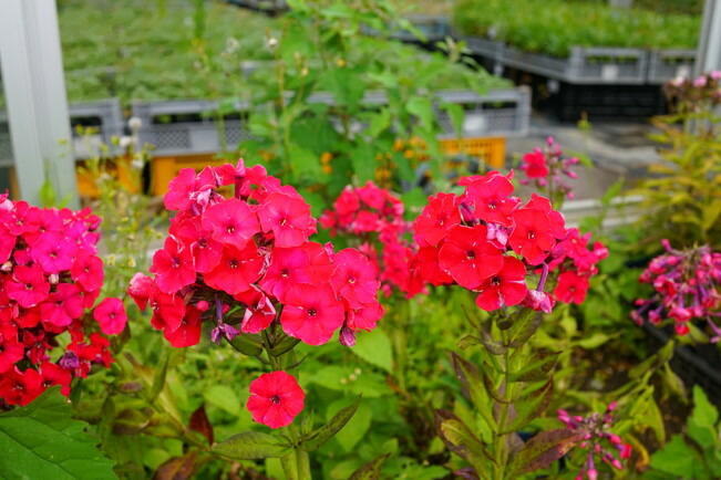 フロックス レッドライディングフード 3