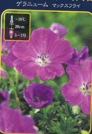 ゲラニウム マックスフライ 