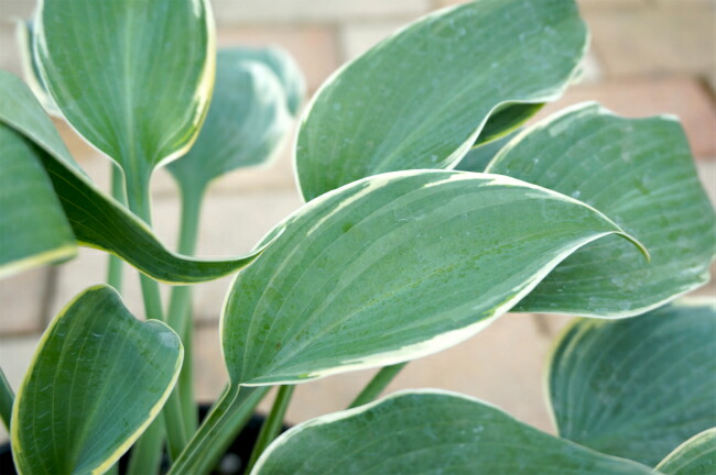 ホスタ エルニーニョ 