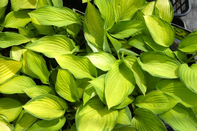 【ゴールドスタンダード】 ギボウシ 