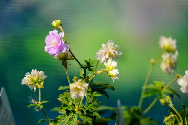 ゲラニウム プレナム 2