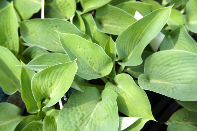 ホスタ ハルシオン 1