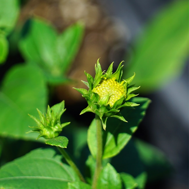 ヘリアンサス ハッピーデイズ の蕾