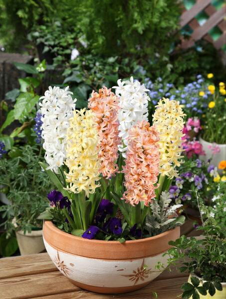 ヒヤシンス　グラデーション イエローマジック　鉢植え