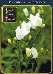 カンパニュラ ホワイトジェム