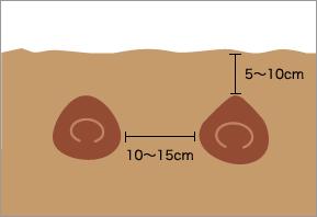 バラ バレリーナ 4