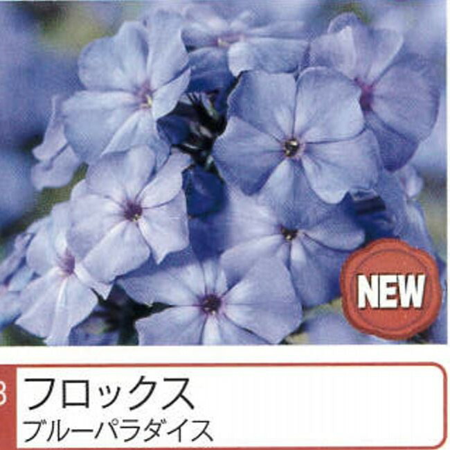 フロックス 【ブルーパラダイス】