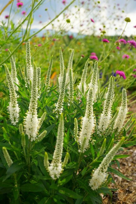 ベロニカ ハミングバードホワイト 