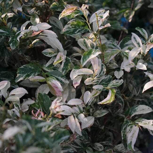 斑入りヒサカキ