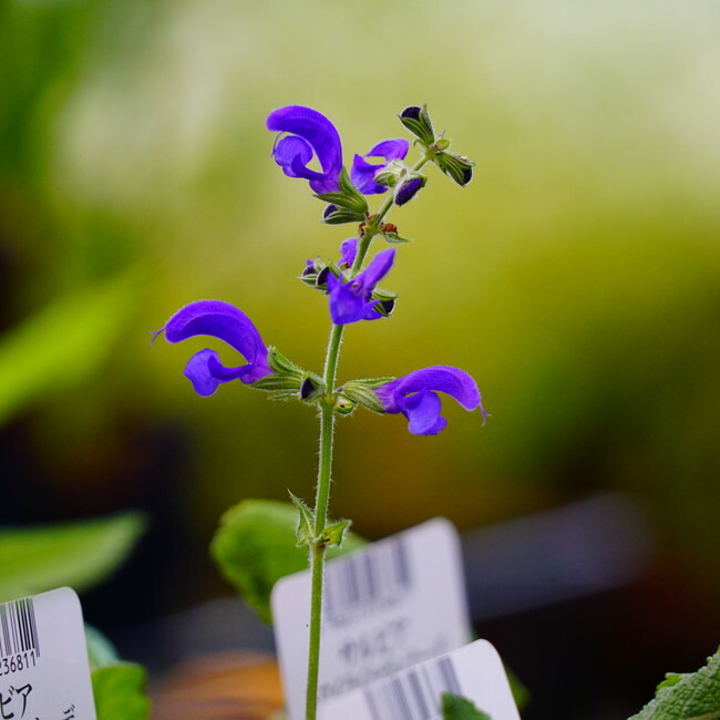 サルビア トワイライトセレナーデ の花