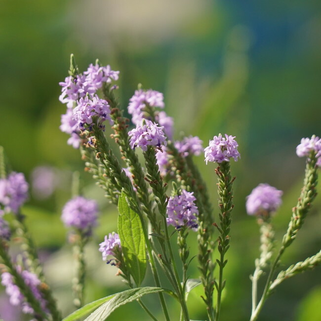 バーベイン ハスタータブルー