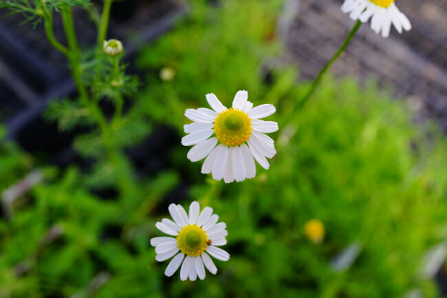 カモミール ジャーマンカモミール 1
