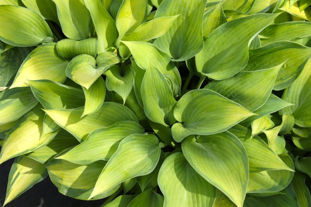 ホスタ ギボウシ ジューン