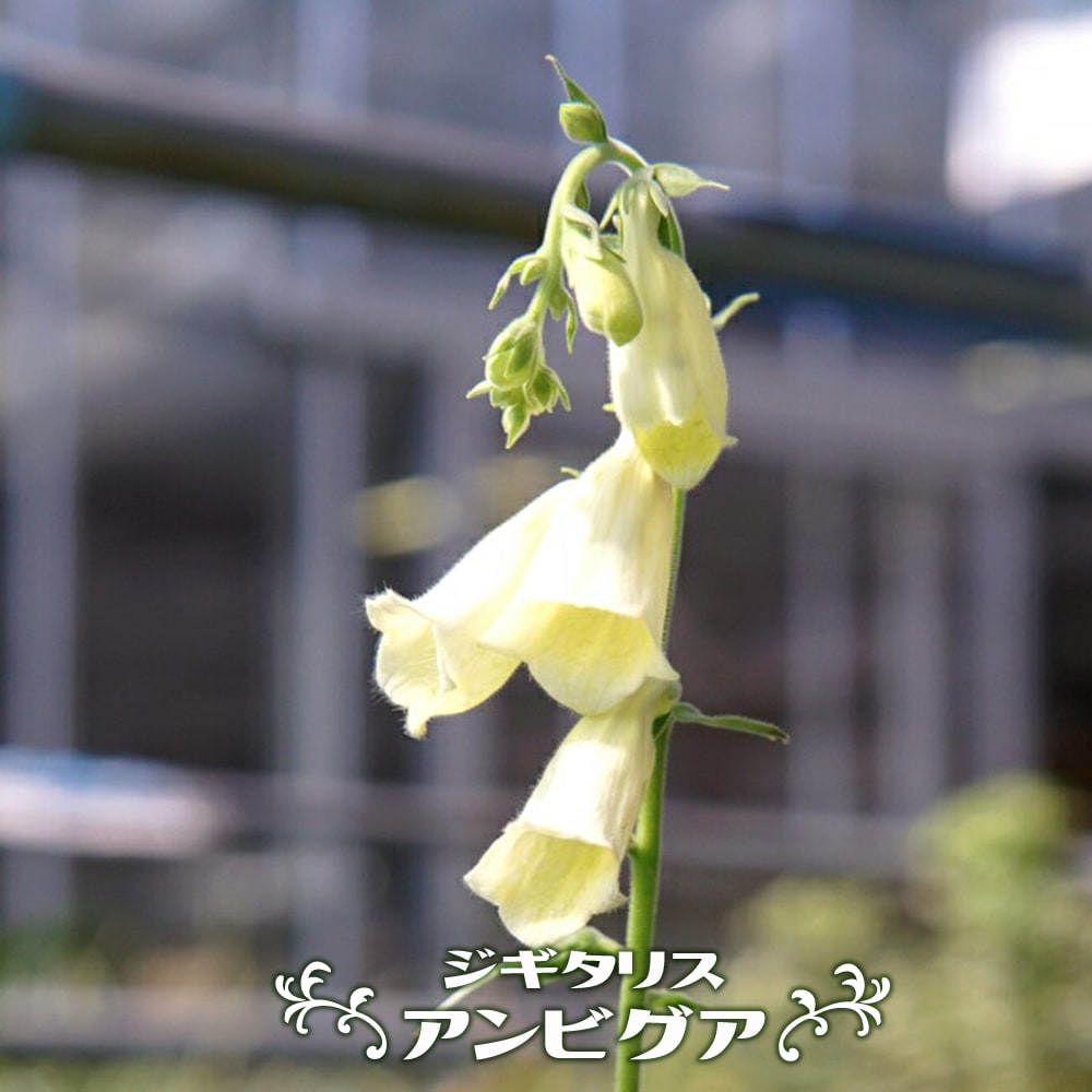 ジギタリス アンビグア 