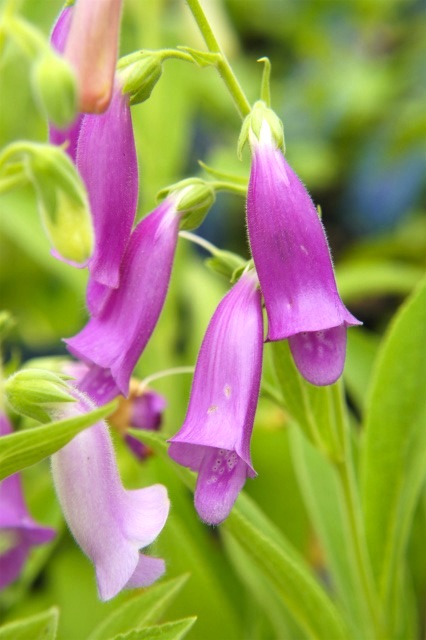 ジギタリス スパニッシュピークス 1