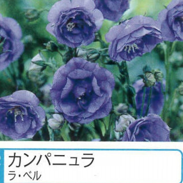 カンパニュラ ラ ベル 