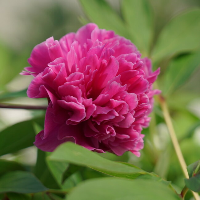   芍薬（シャクヤク）
\“カンサス”