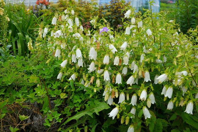 宿根草花壇で大株に育ったカンパニュラ 竹島