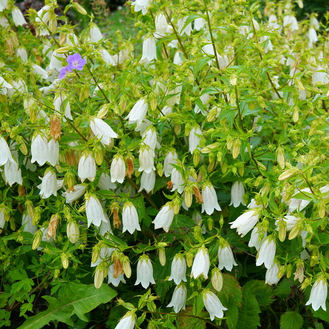 カンパニュラ 竹島 