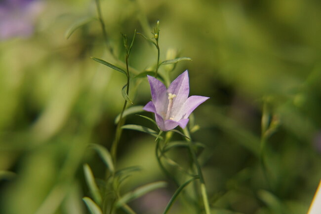 カンパニュラ ロツンディフォリアの花