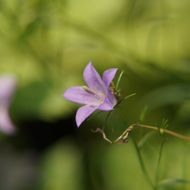 カンパニュラ ロツンディフォリアの花