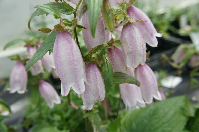 カンパニュラ シルバーベル 