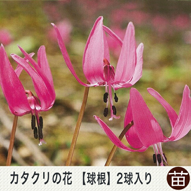 球根 カタクリ