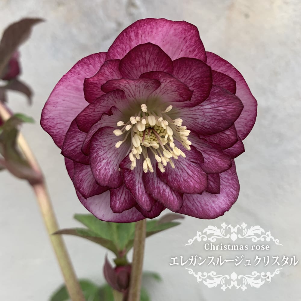 クリスマスローズ エレガンスルージュクリスタル 苗 通販 苗木部 By 花