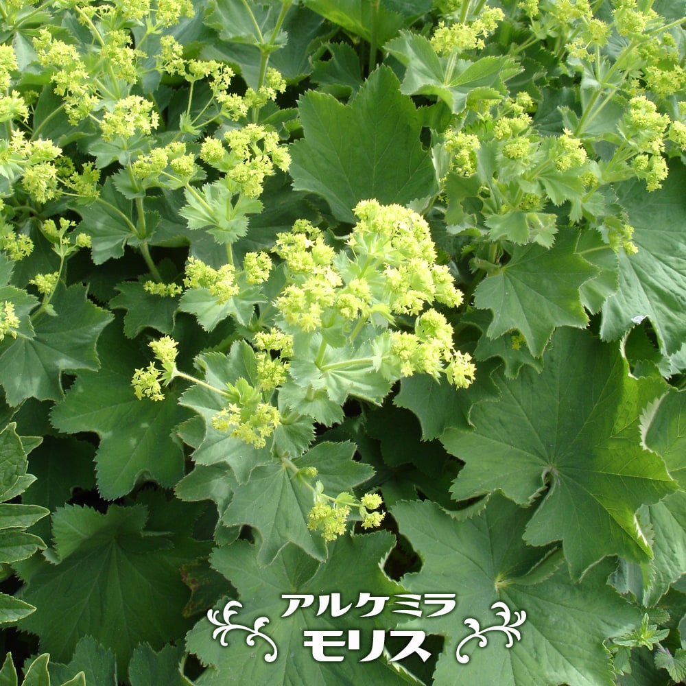 アルケミラ モリス 