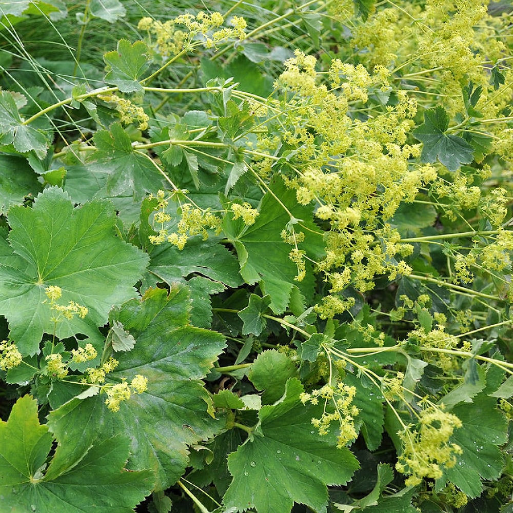 アルケミラ モリス 1