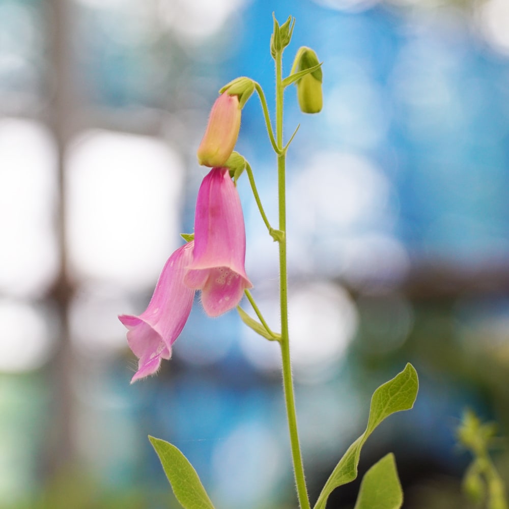 ジギタリス スパニッシュピークス 