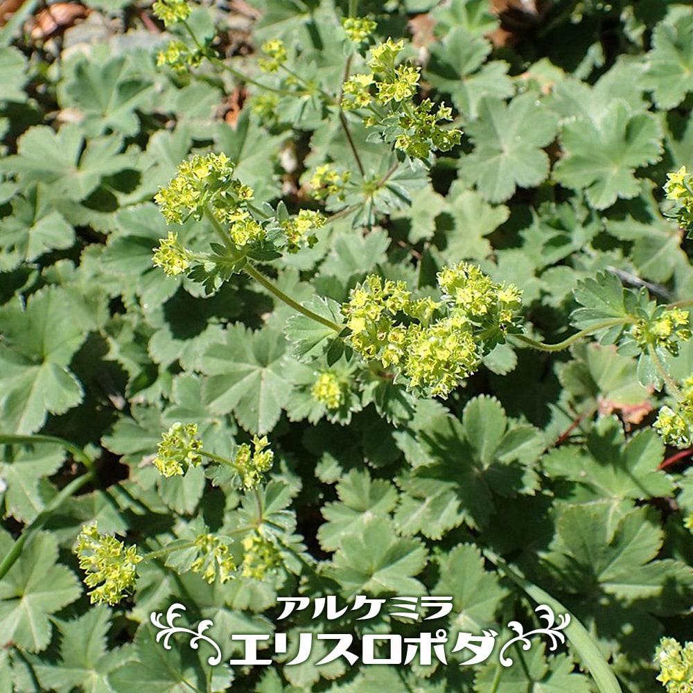 アルケミラ エリスロポダ 2