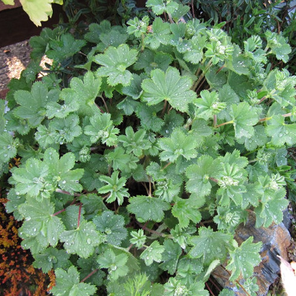 アルケミラ エリスロポダ 4