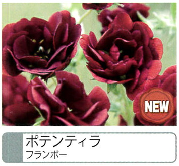 ポテンティラ フランボー 
