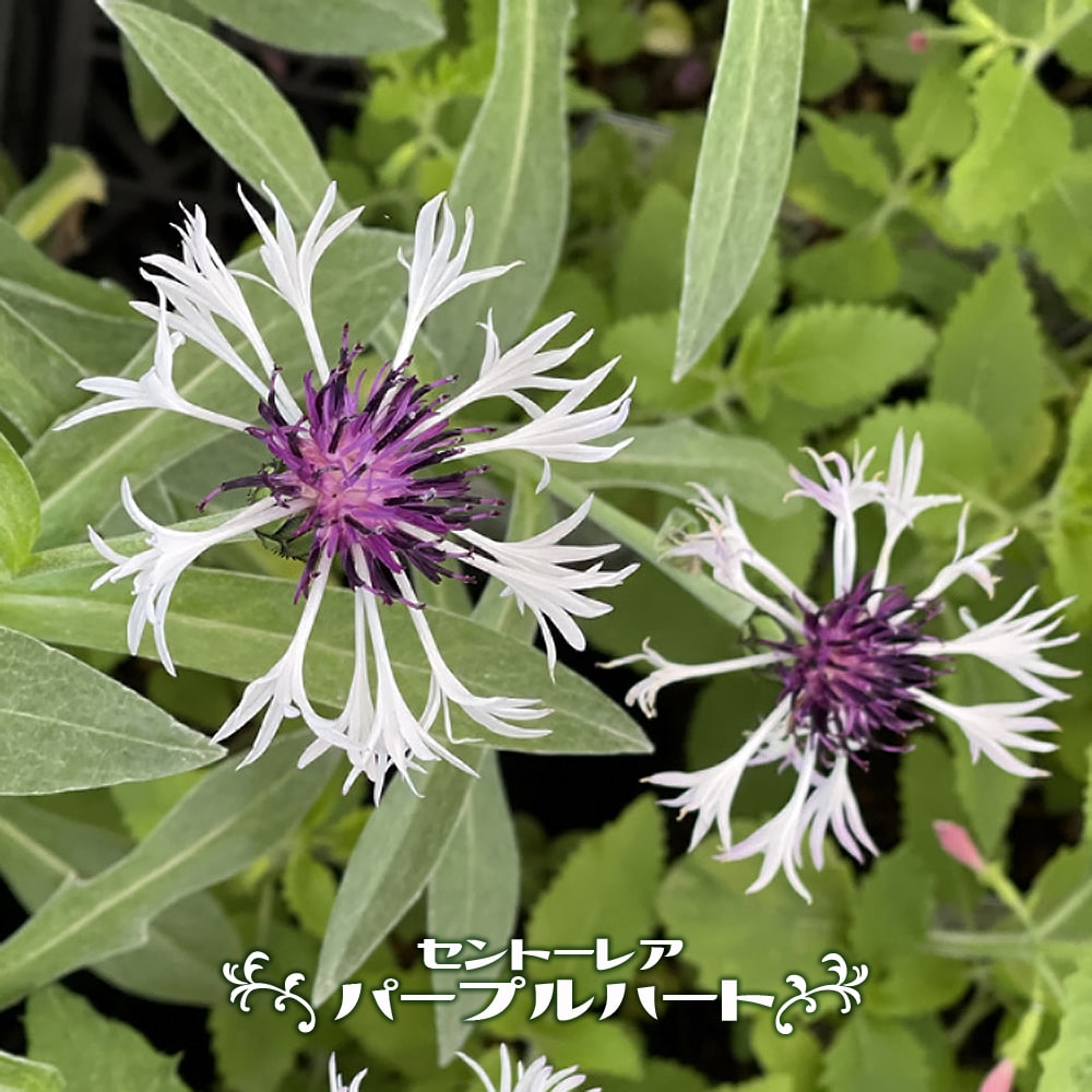 セントーレア パープルハート 