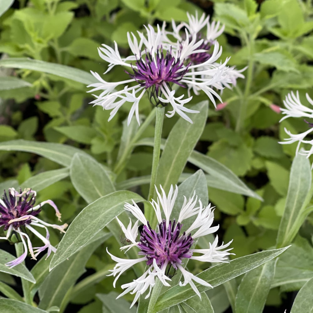 セントーレア パープルハート 1