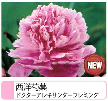   芍薬　ドクターアレキサンダーフレミング