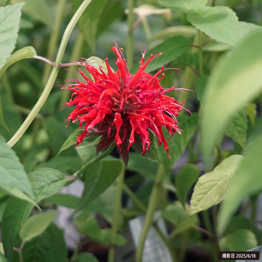 モナルダ ガーデンビュースカーレット 1