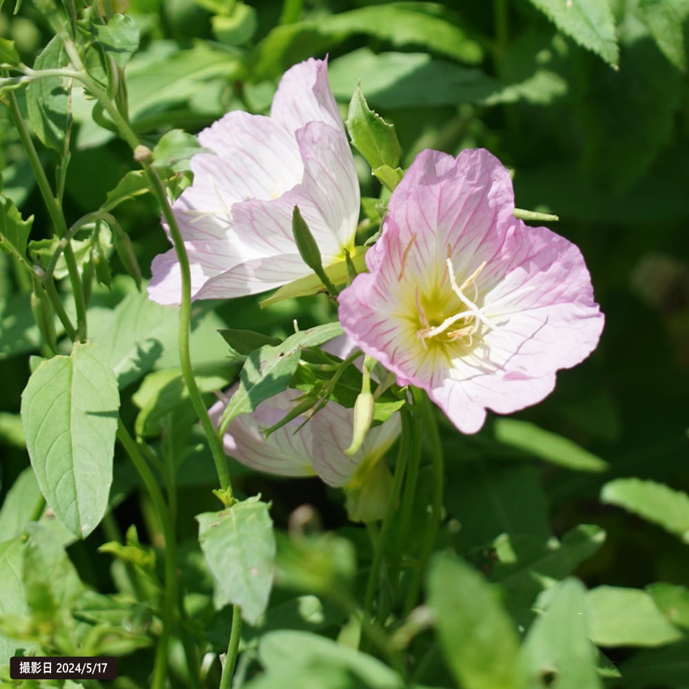 エノテラ スペシオーサ 1