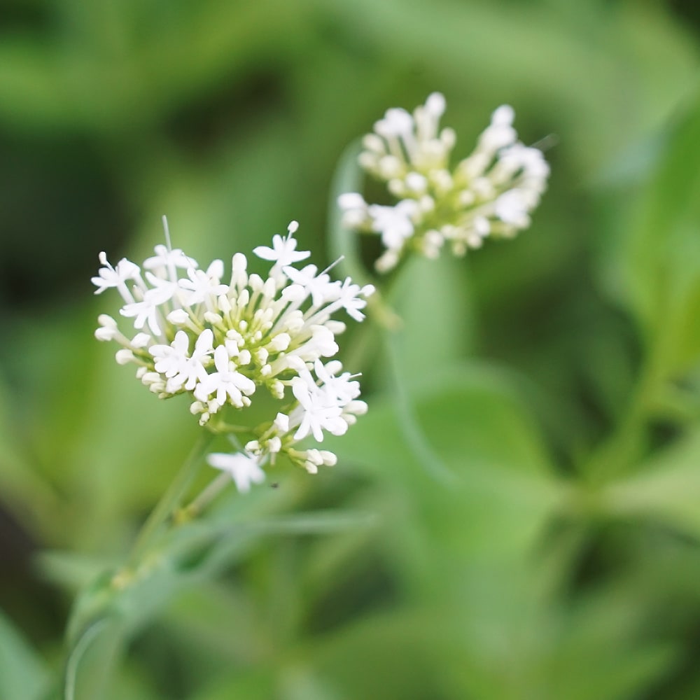 セントランサス スノークラウド 1