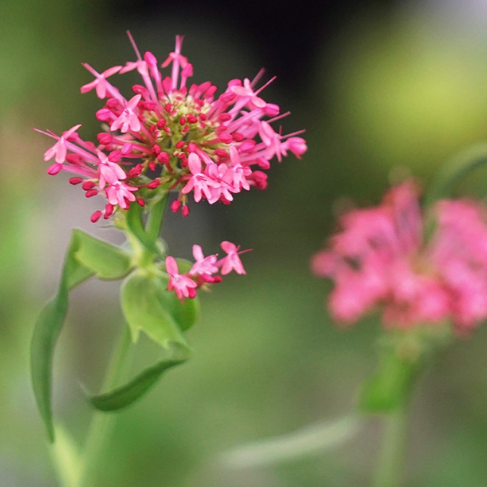 セントランサス ローゼンロット 1