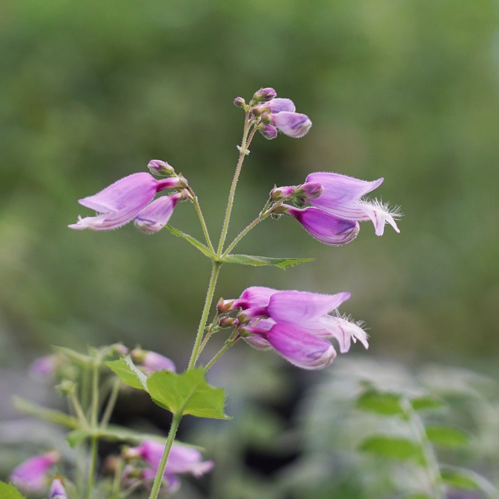 ペンステモン スモーリー 1