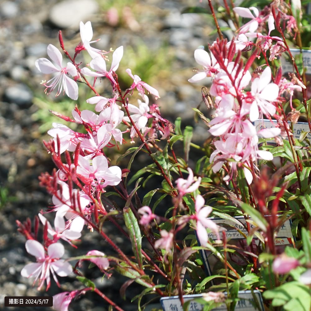 ガウラ ガウディピンク 1