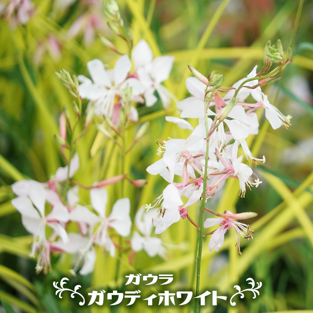 ガウラ ガウディホワイト 