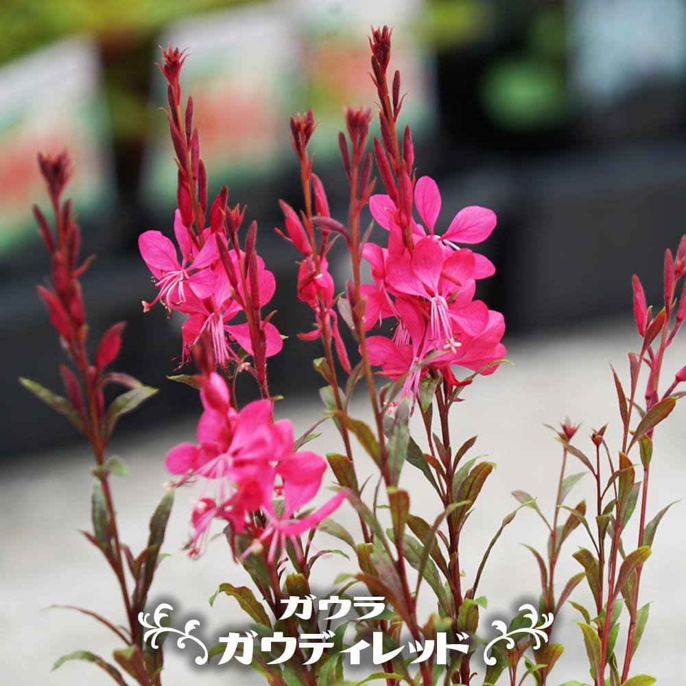 ガウラ レッド 