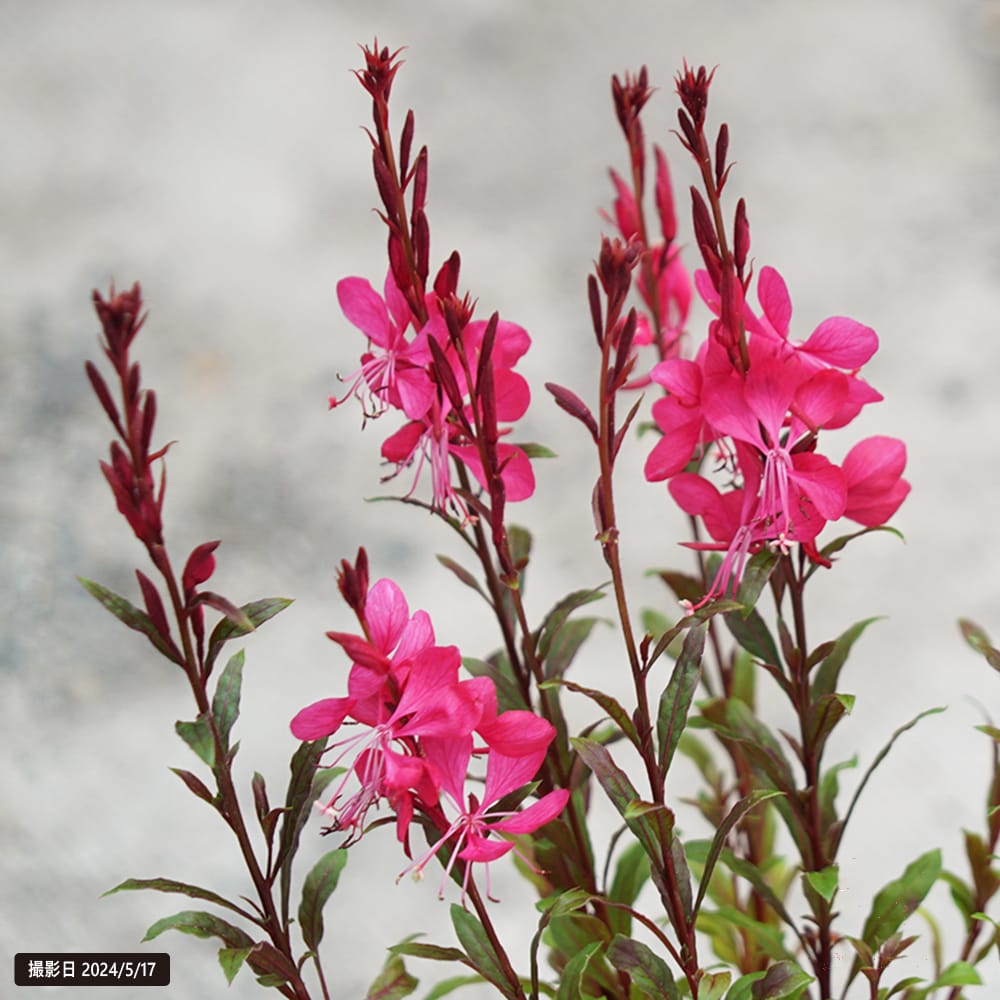 ガウラ レッド 1