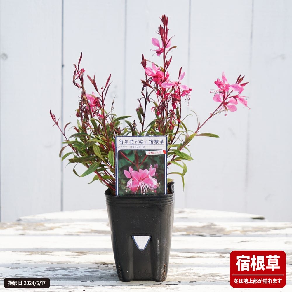 ガウラ ガウディローズ 