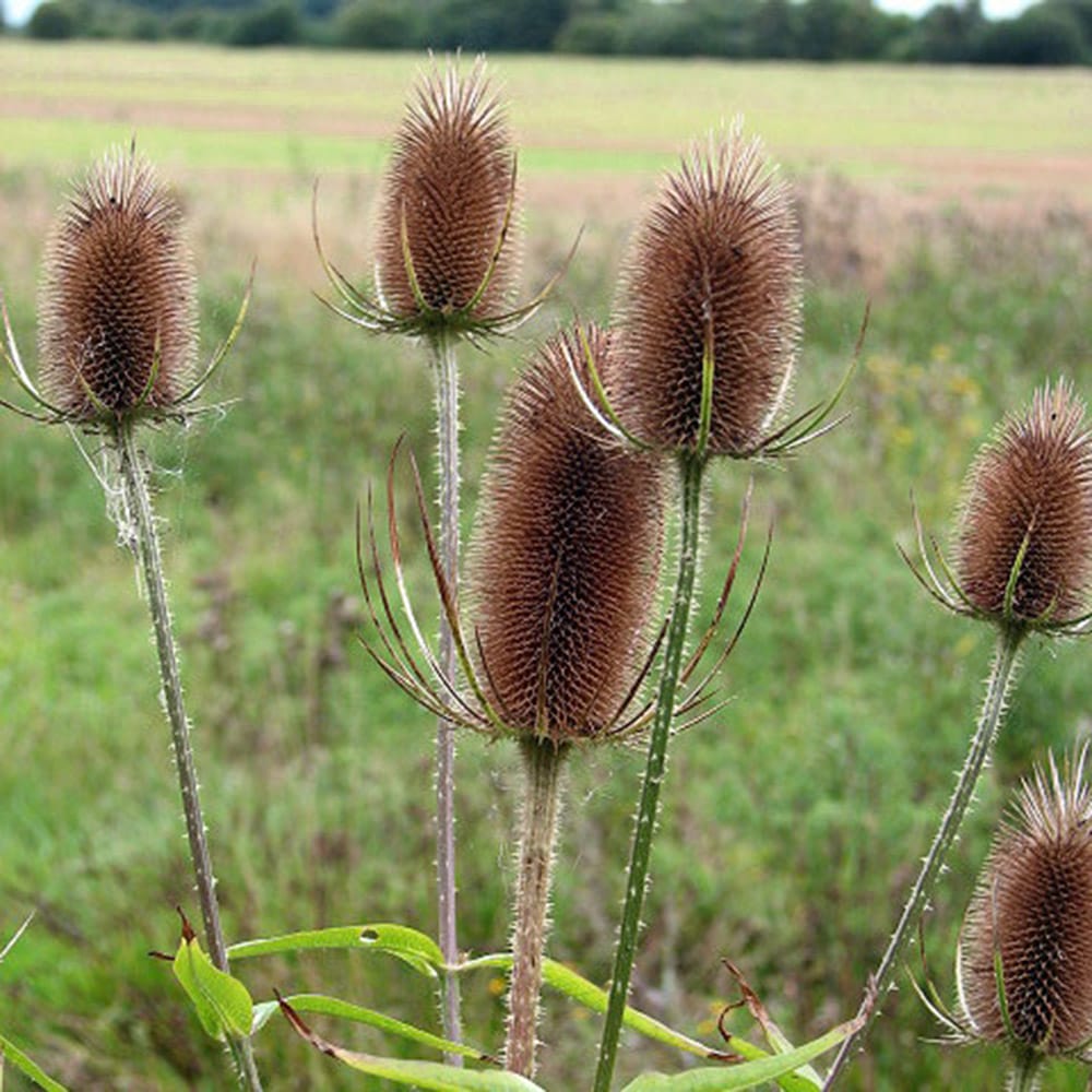 チーゼル フロナム 1