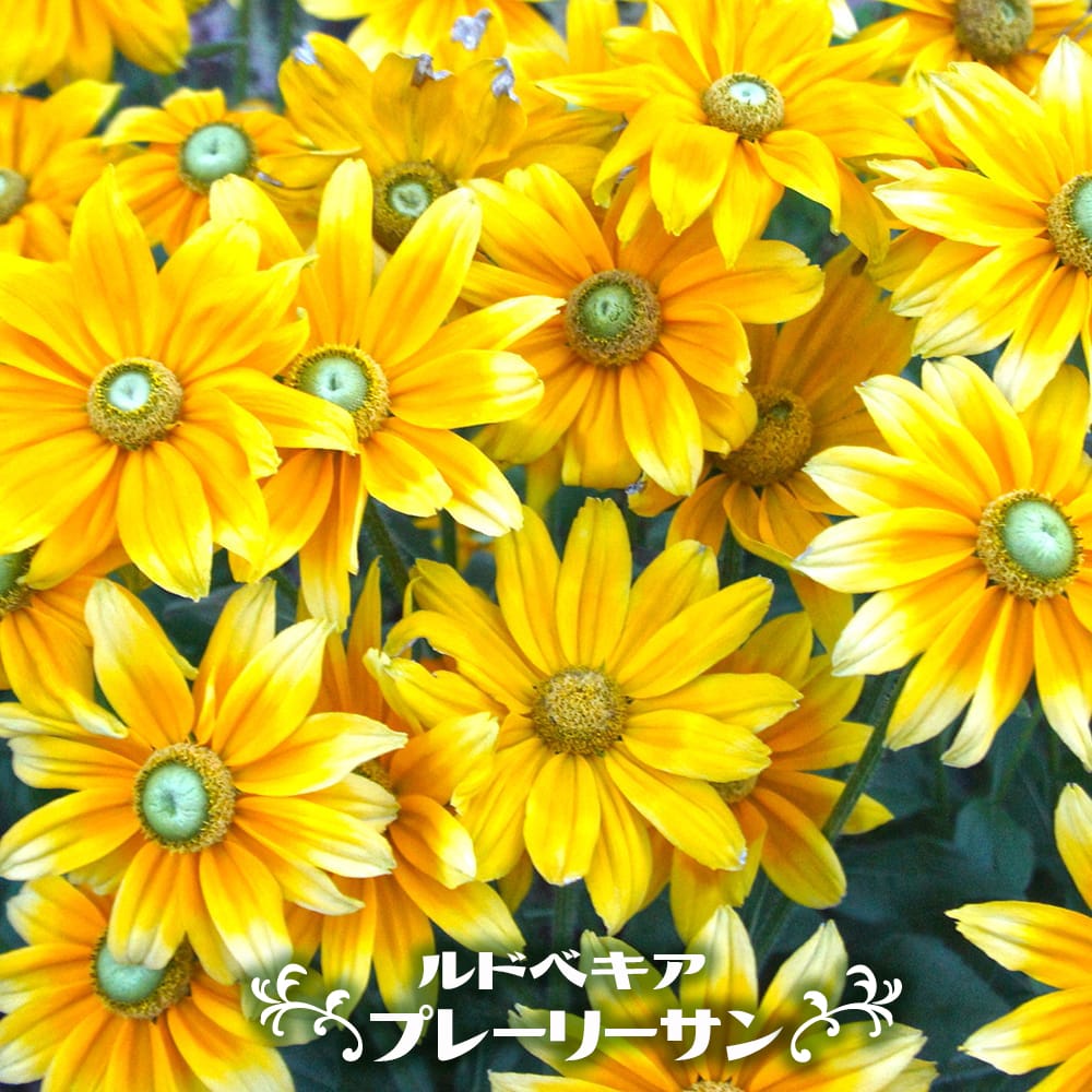 ルドベキア プレーリーサン 